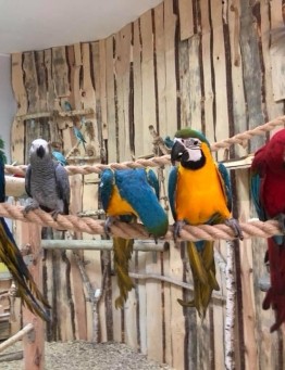 Papugarnia  – Zielona Góra
 Ilość osób-4 osoby