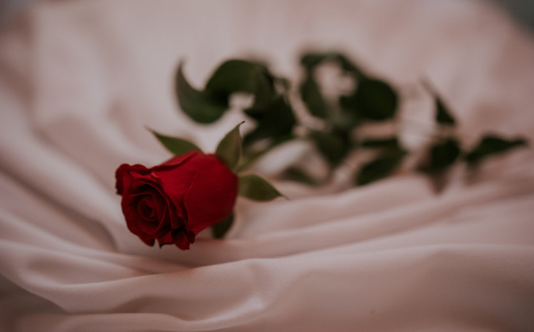 Róża na łóżku