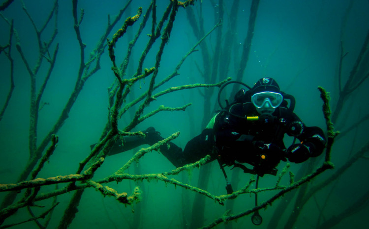 nurkowanie podwodny las
