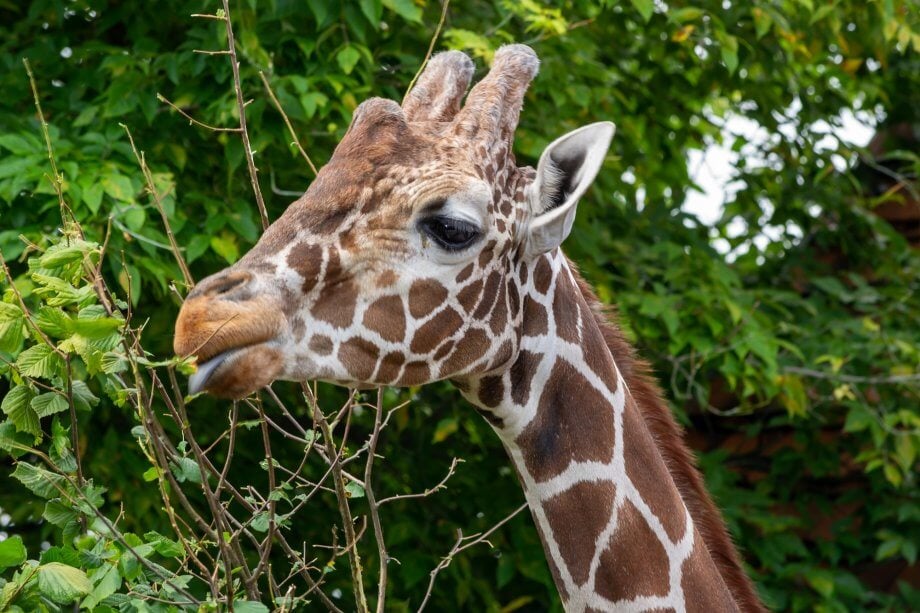 Żyrafa podczas jedzenia roślin w zoo we Wrocławie