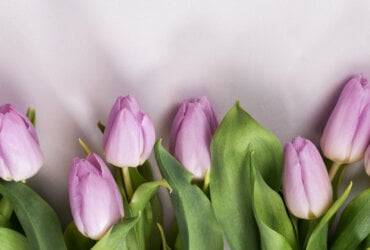 Wiosenny pastelowy bukiet liliowych tulipanów na białym tle