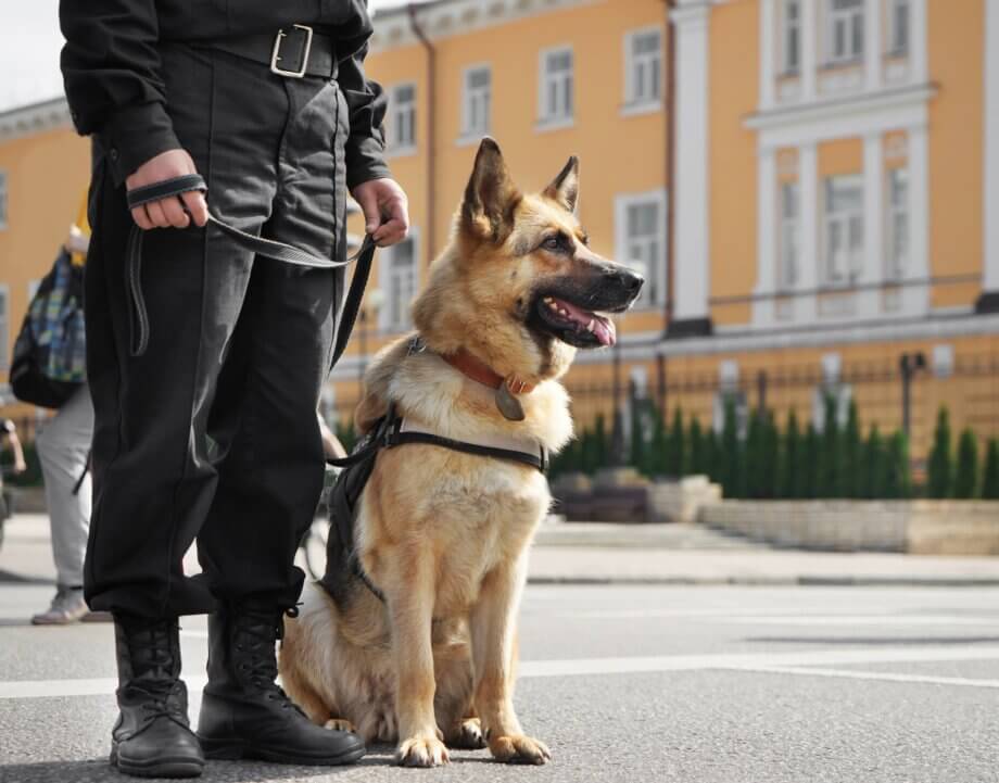 Pies policjant