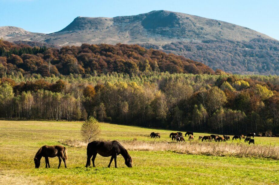 Bieszczady i zwierzęta na polanie