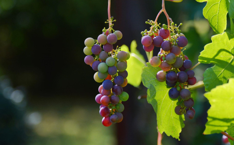 winogrona - zwiedzanie winnicy