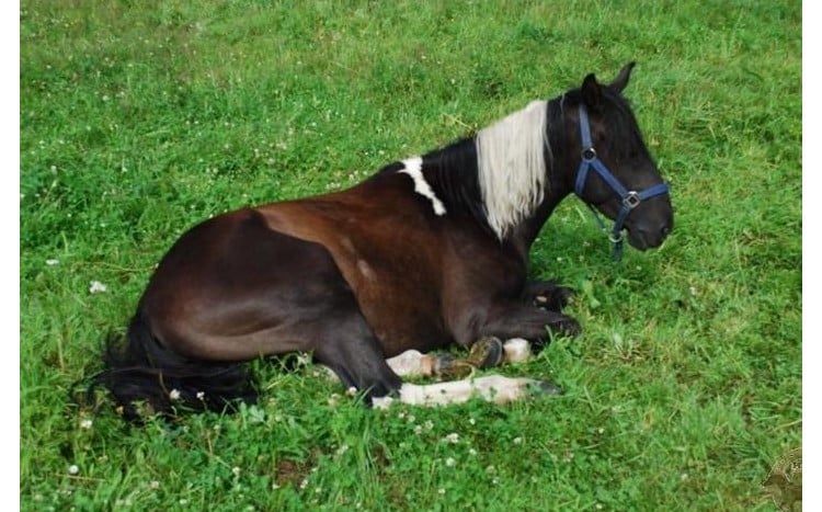 koń odpoczywa leżąc na łące