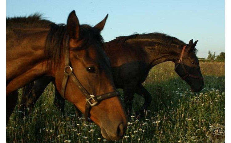 dwa piękne konie pasą się na łące